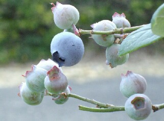 屋内促成栽培ブルーベリーミスティー一番果着色
